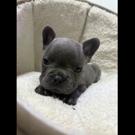 French Bulldog