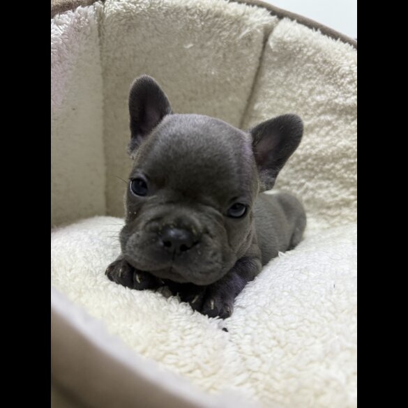 French Bulldog