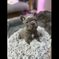 French Bulldog