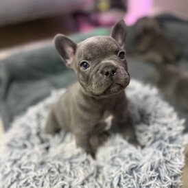 French Bulldog