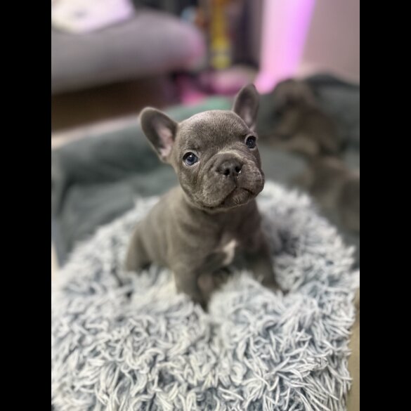 French Bulldog