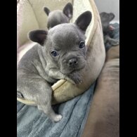 French Bulldog