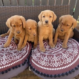Labrador Retriever