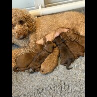 Cockapoo
