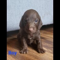 doxipoo