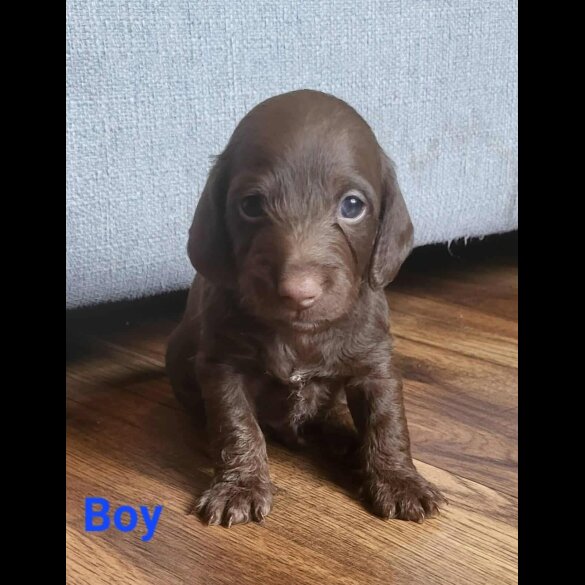 doxipoo