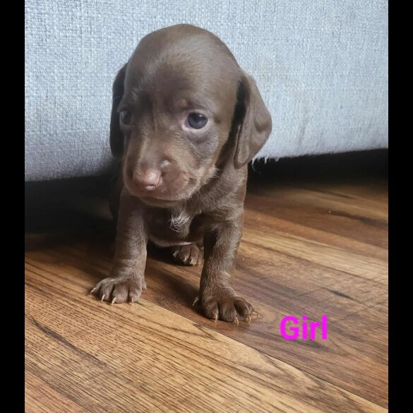 doxipoo