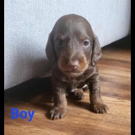 doxipoo