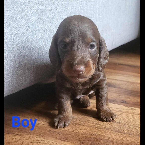doxipoo