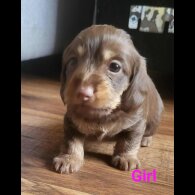 doxipoo