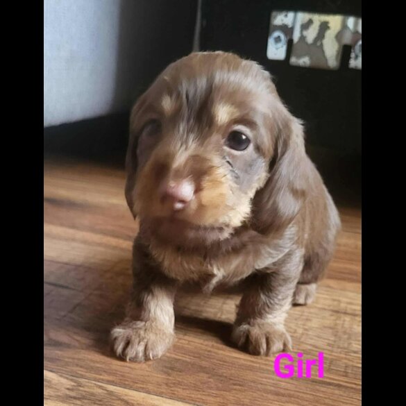 doxipoo