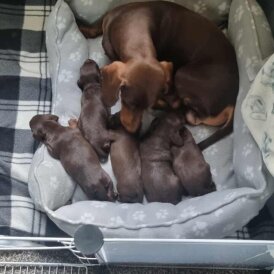 doxipoo