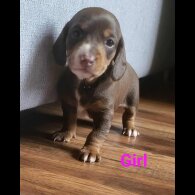 doxipoo