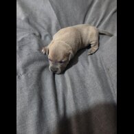 Staffordshire Bull Terrier