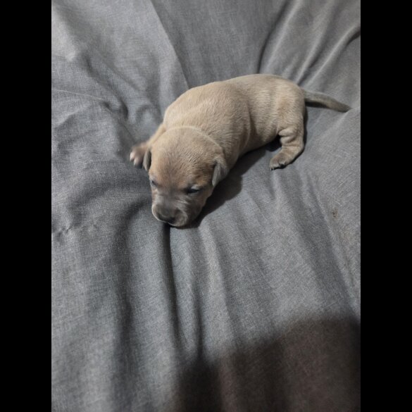 Staffordshire Bull Terrier