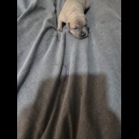 Staffordshire Bull Terrier