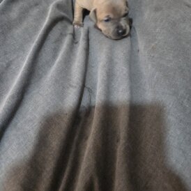 Staffordshire Bull Terrier