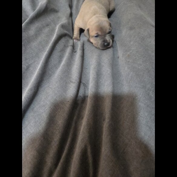 Staffordshire Bull Terrier