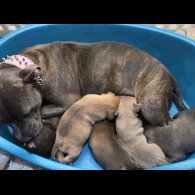 Staffordshire Bull Terrier