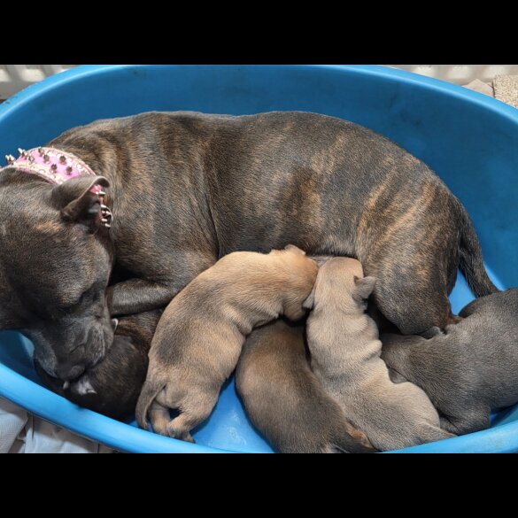 Staffordshire Bull Terrier