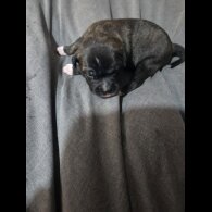 Staffordshire Bull Terrier