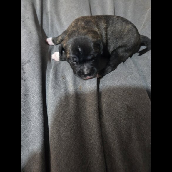 Staffordshire Bull Terrier