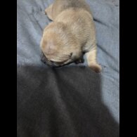 Staffordshire Bull Terrier