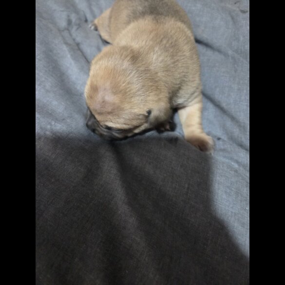 Staffordshire Bull Terrier