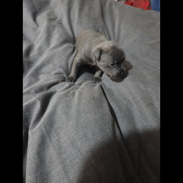 Staffordshire Bull Terrier