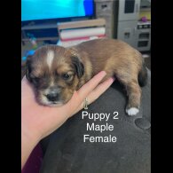 Mixed Breed