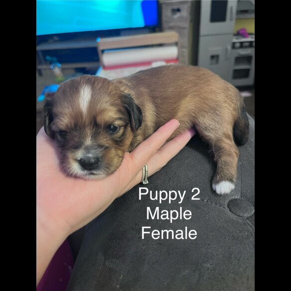 Mixed Breed