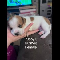 Mixed Breed