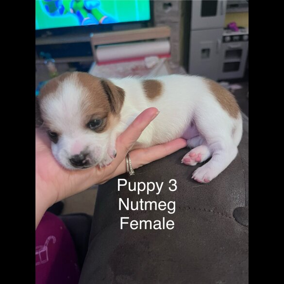 Mixed Breed