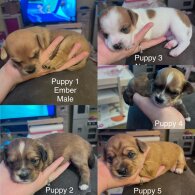 Mixed Breed