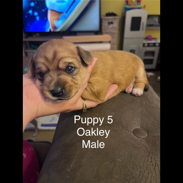 Mixed Breed