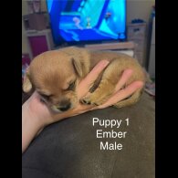 Mixed Breed