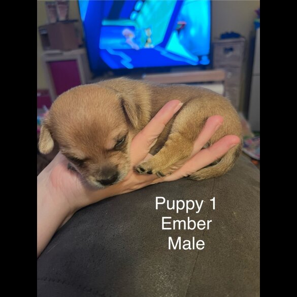 Mixed Breed
