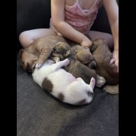 Mixed Breed