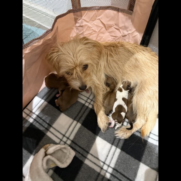 Mixed Breed