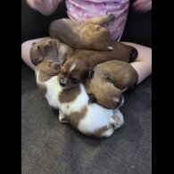 Mixed Breed