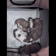 Mixed Breed