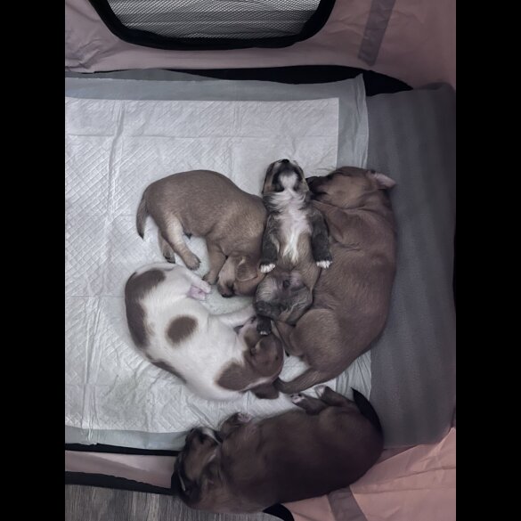 Mixed Breed