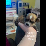 Mixed Breed