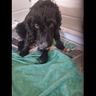 Cockapoo