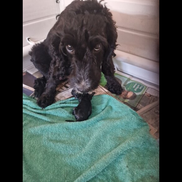 Cockapoo