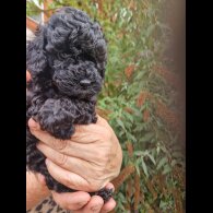 Cockapoo