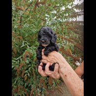 Cockapoo