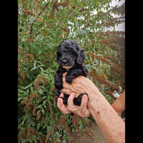 Cockapoo