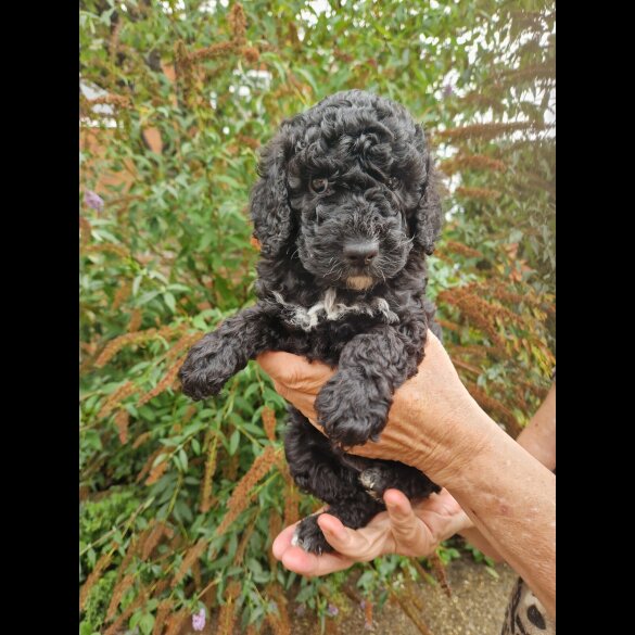 Cockapoo