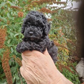 Cockapoo